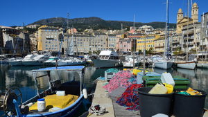 Enlèvement arbre urgence Bastia