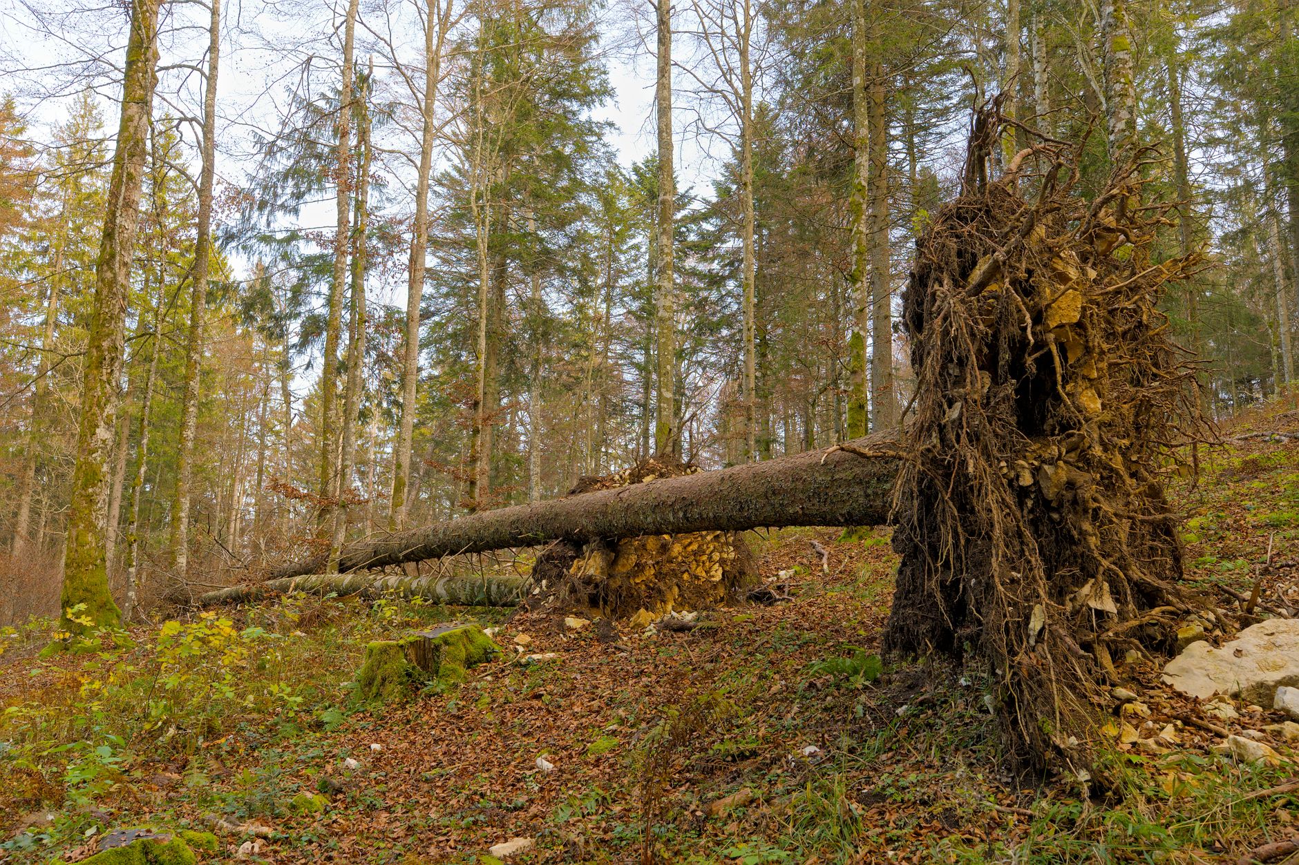 Enlèvement arbre urgence à Bastia
